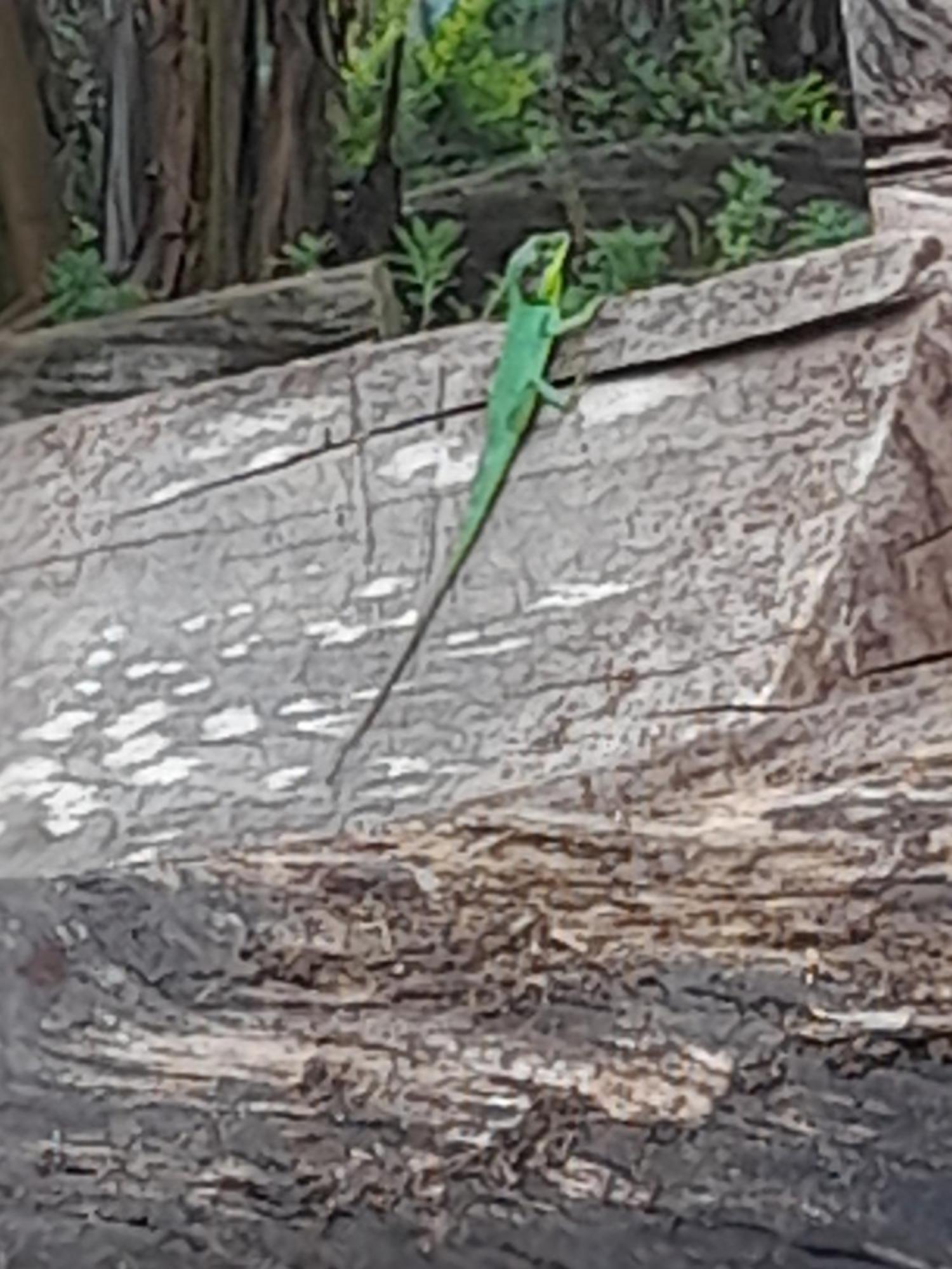 Ohiya Jungle Resort Rom bilde